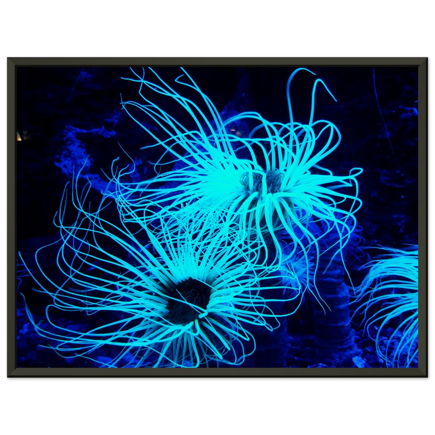 Coral reef bioluminescent plant