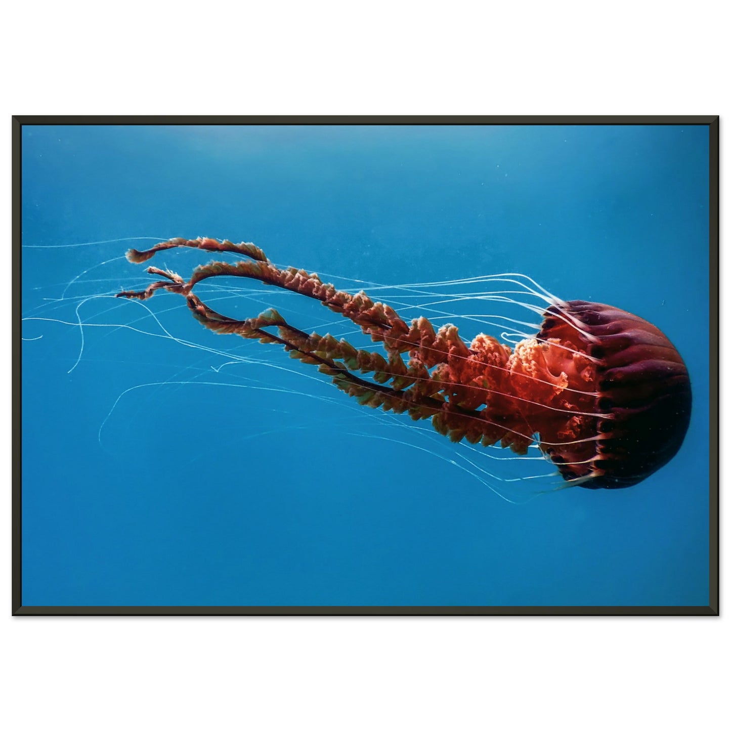 Black sea nettle