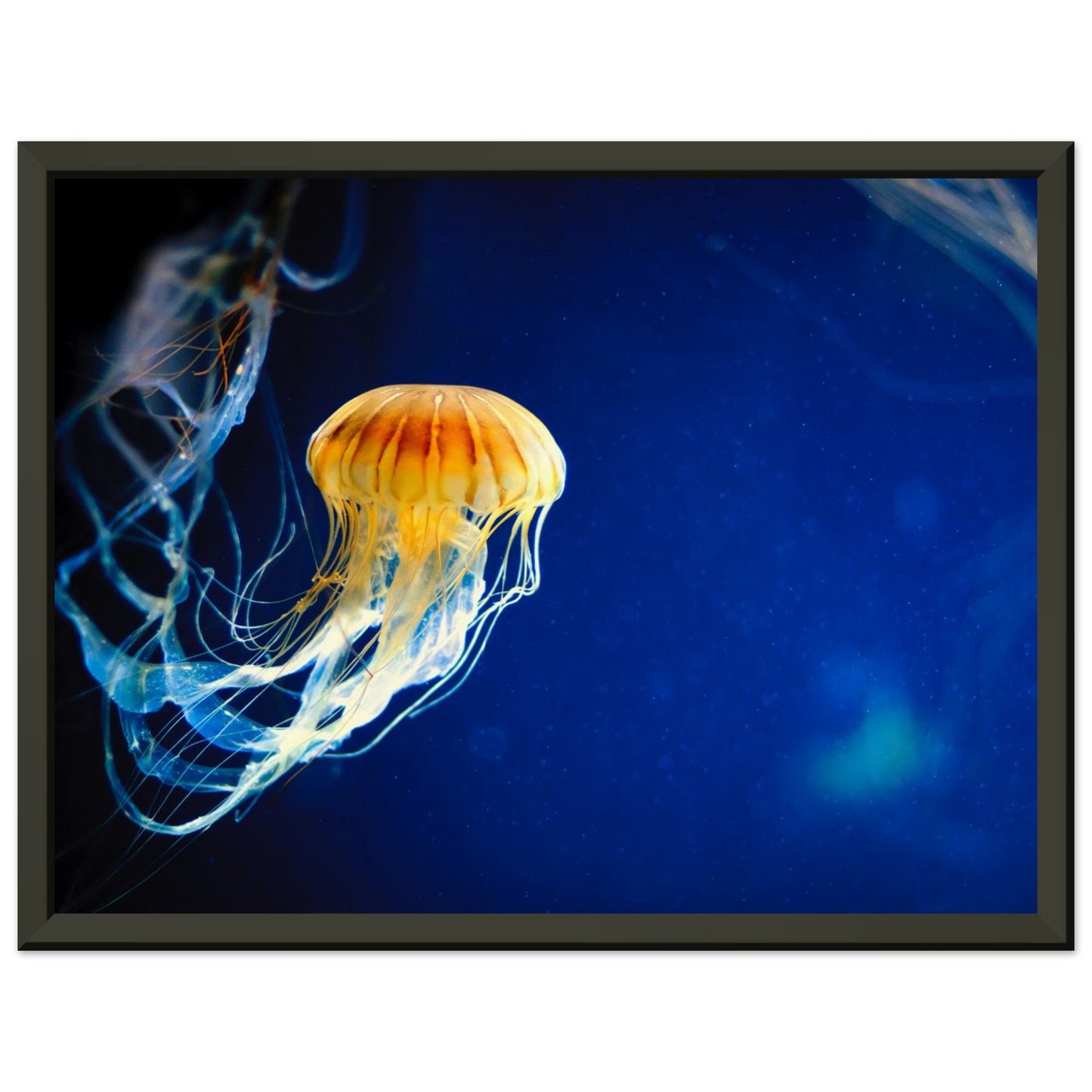 Japanese sea nettle