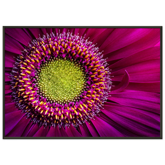 Gerbera