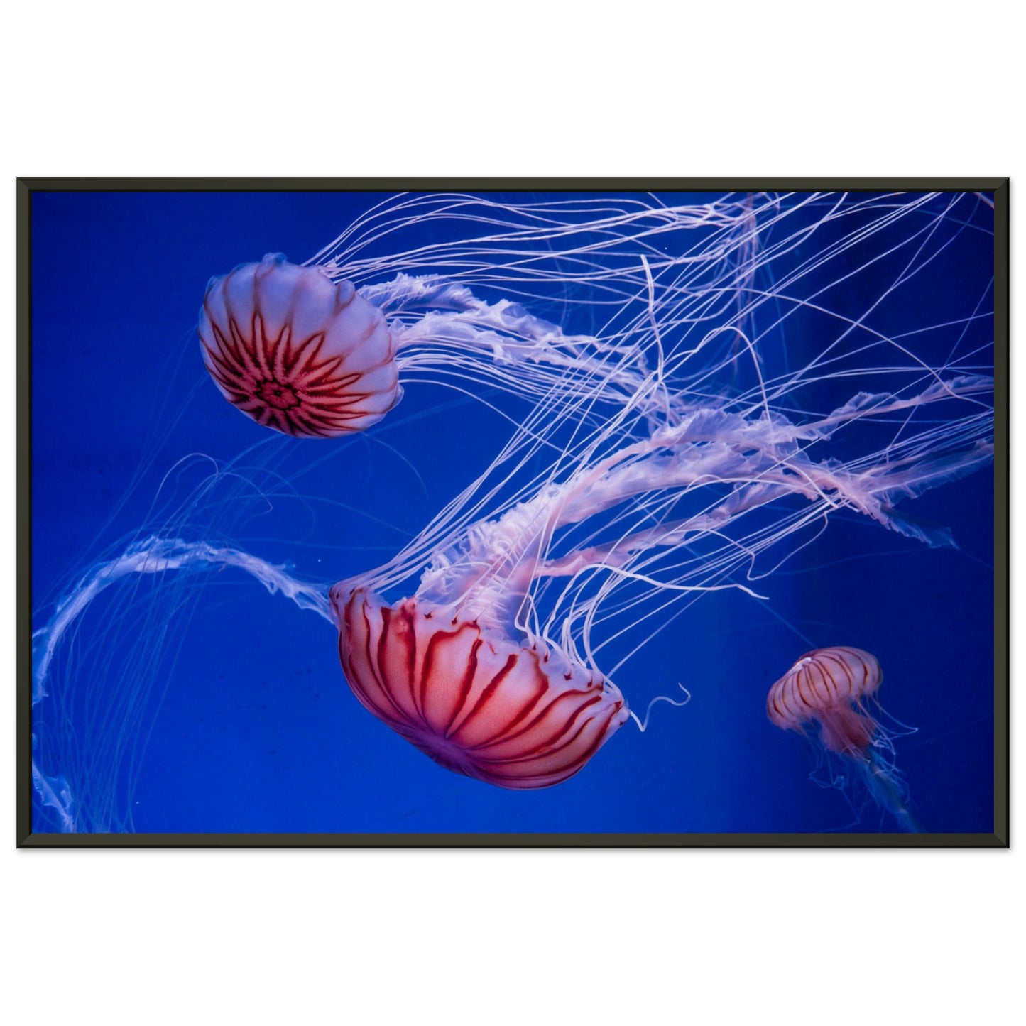 Japanese sea nettle