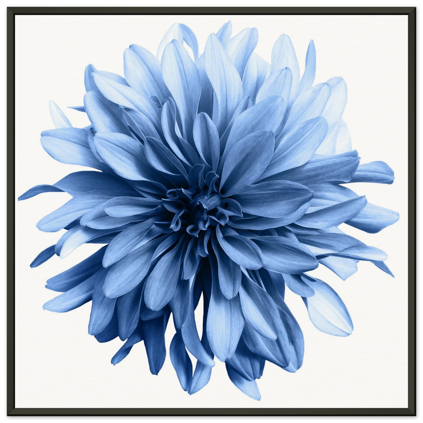 Blue Dahlia