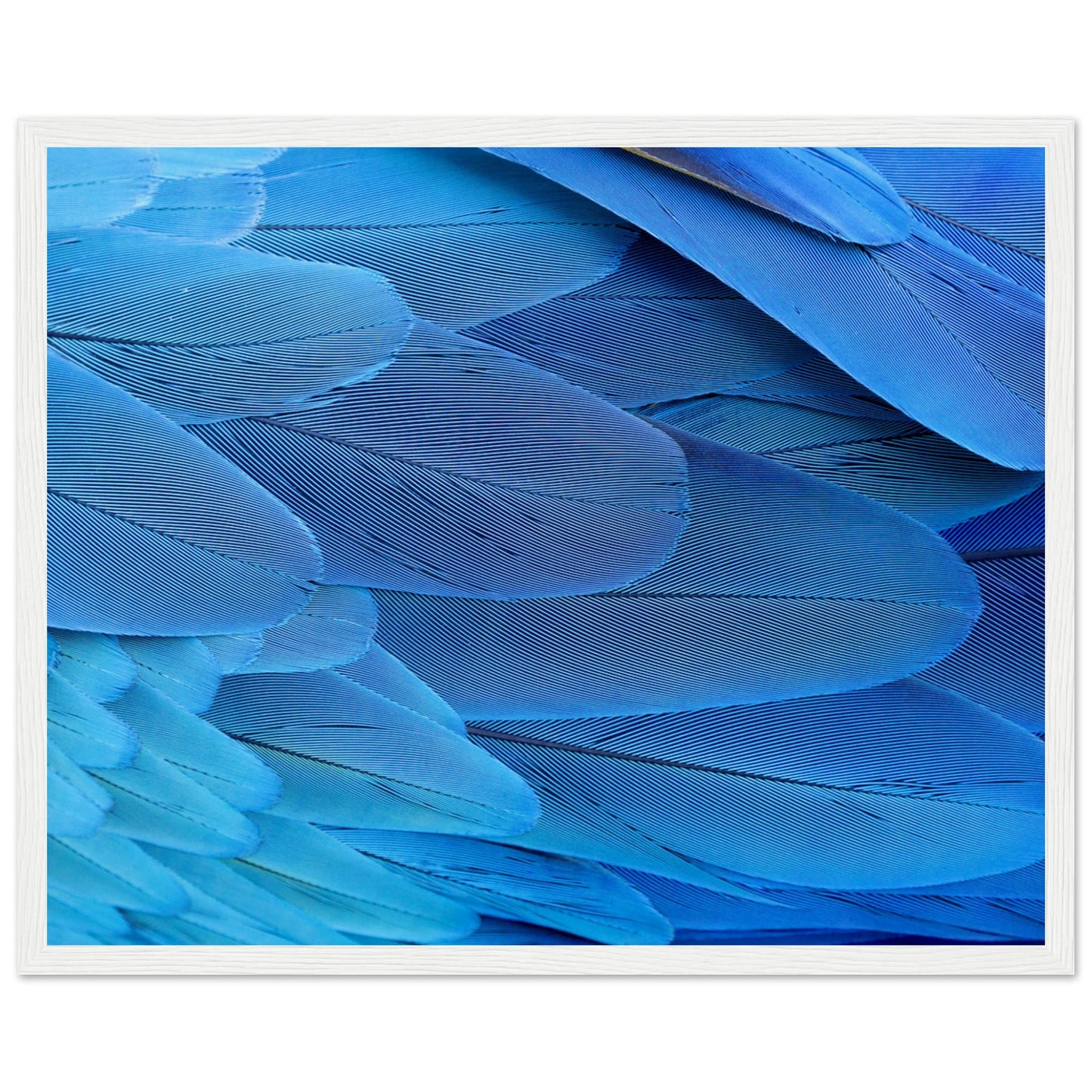 Blue Macaw Wing Feathers