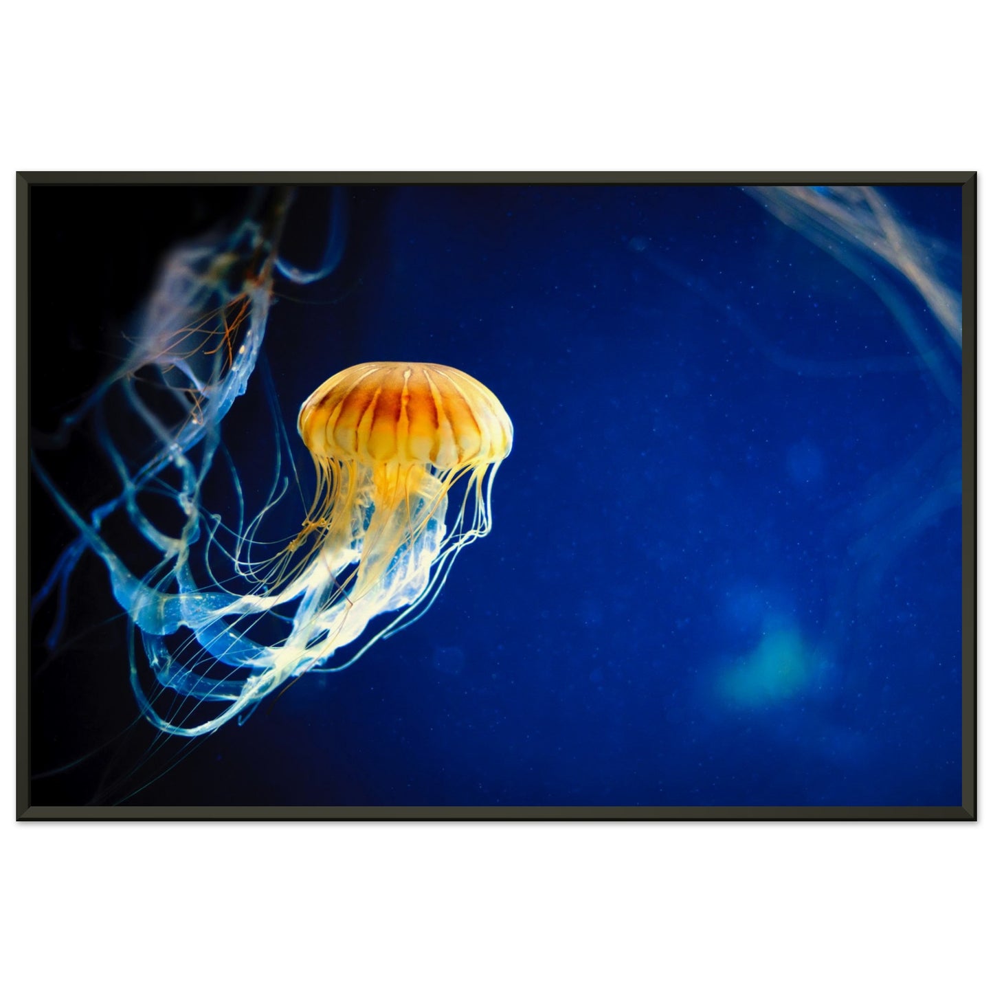 Japanese sea nettle