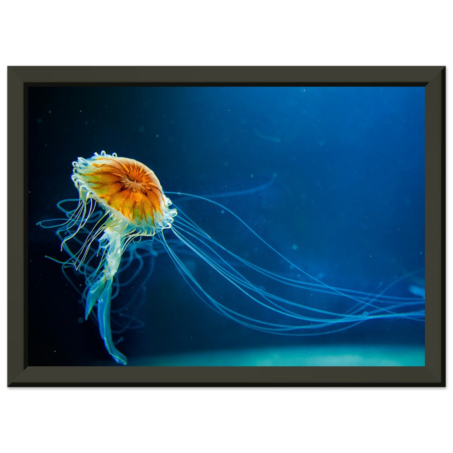 Japanese sea nettle