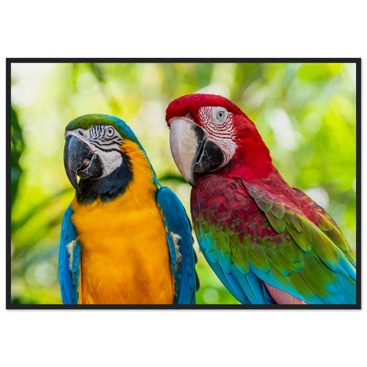 Macaw Parrot