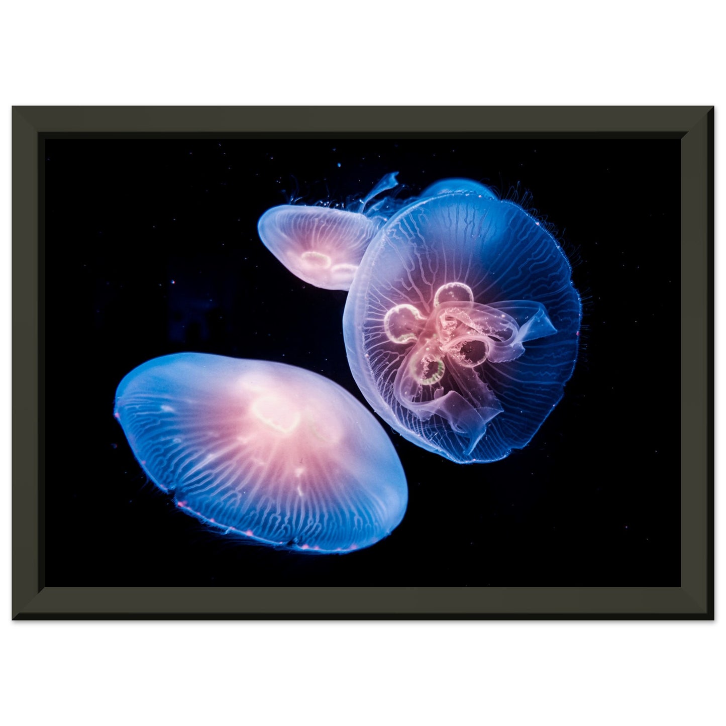 Jellyfish