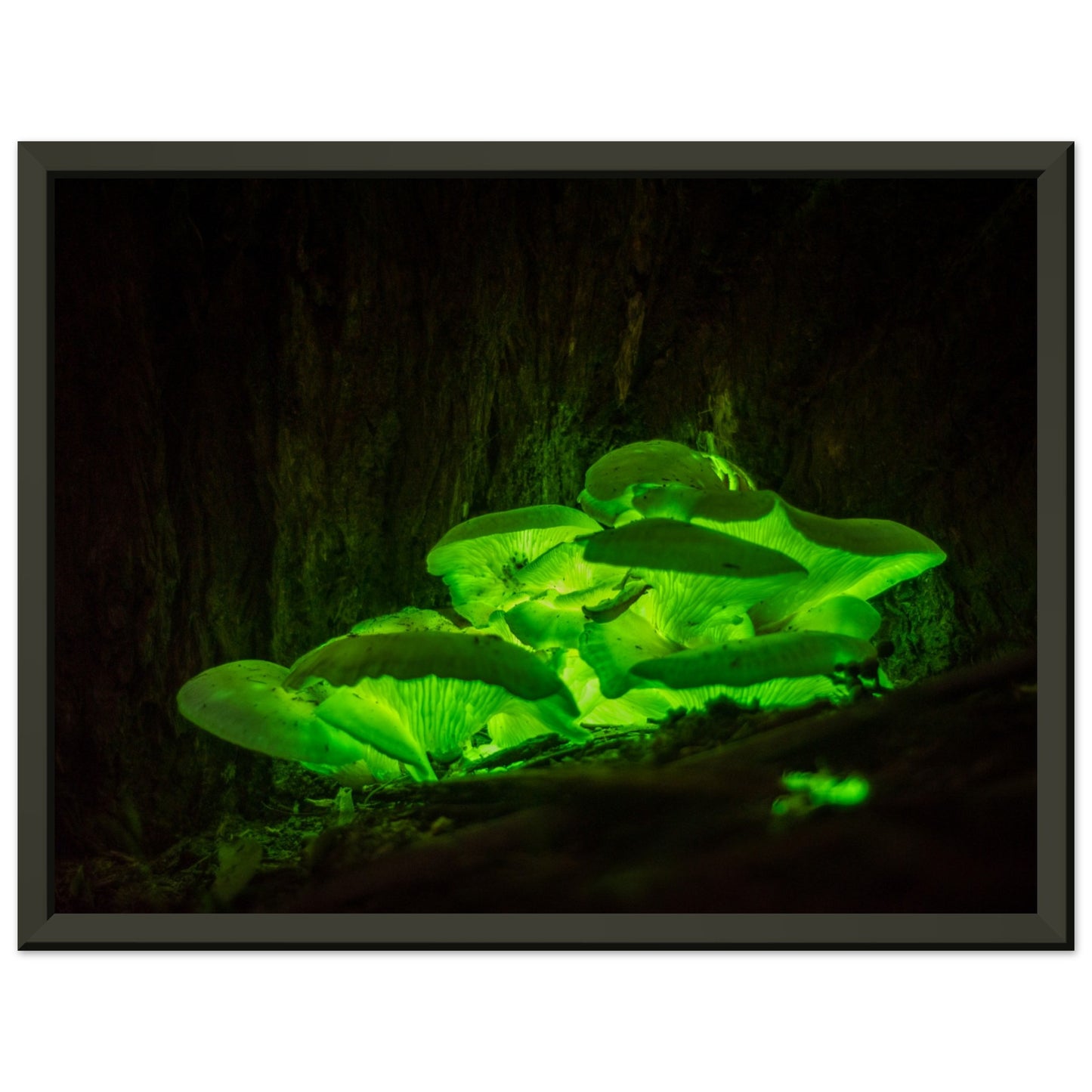 Bioluminescence Ghost mushroom