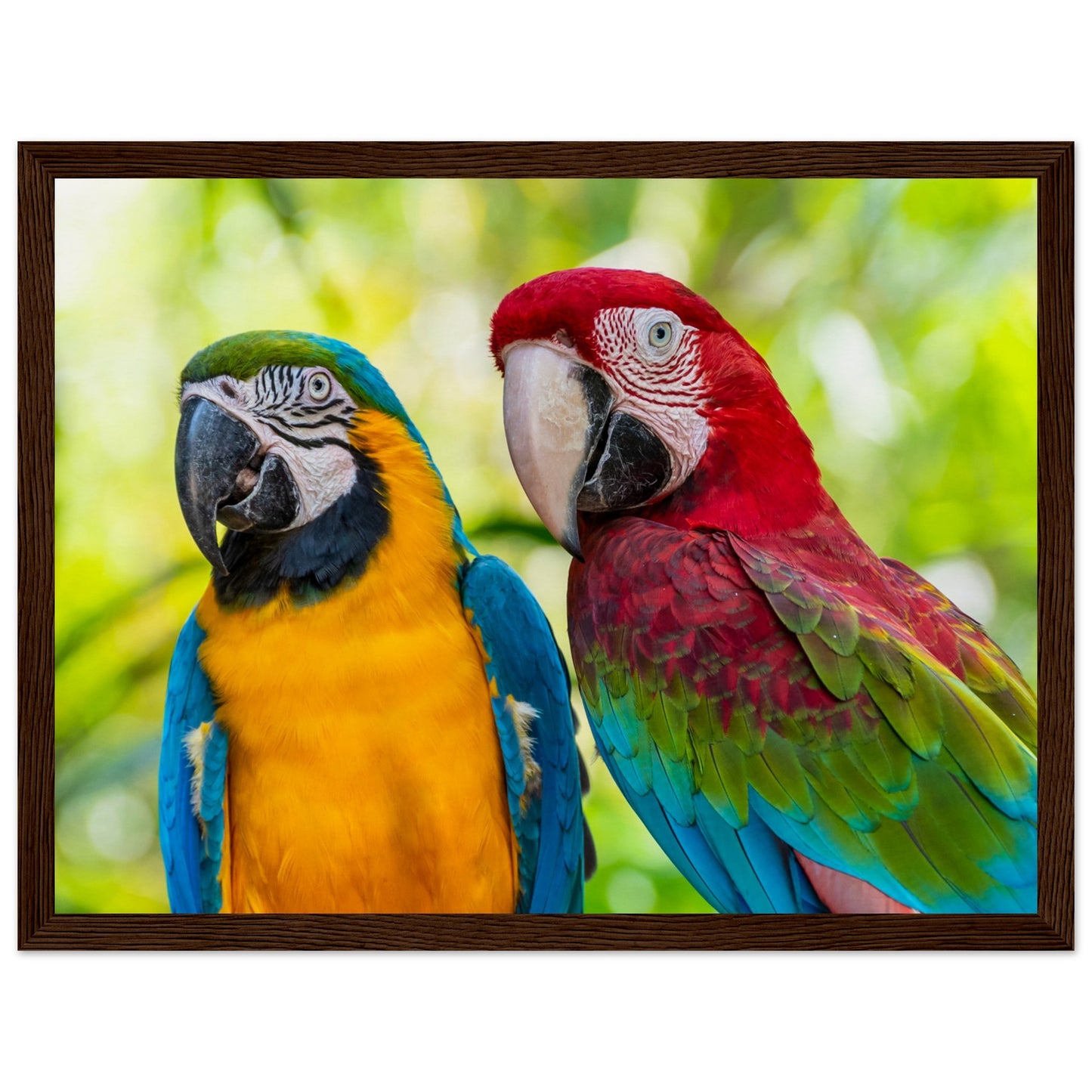 Macaw Parrot