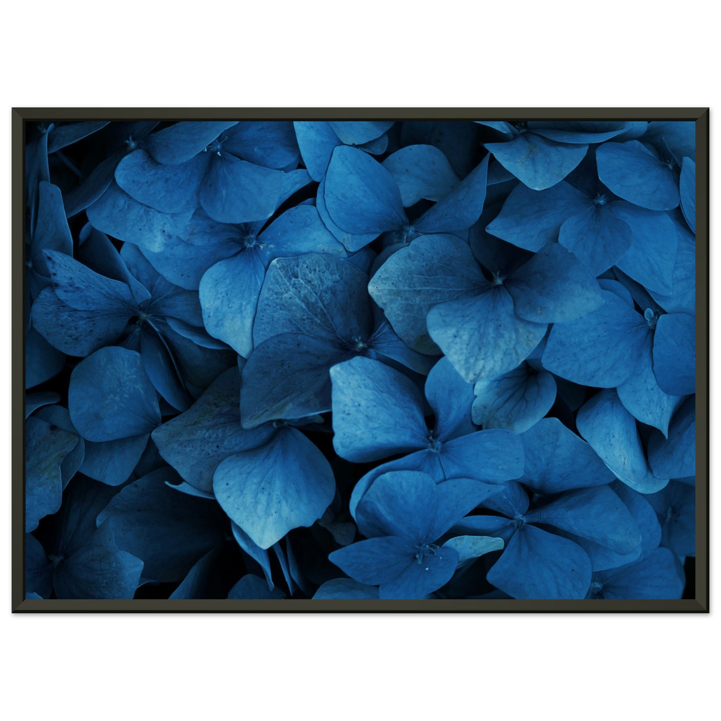 Blue hydrangeas