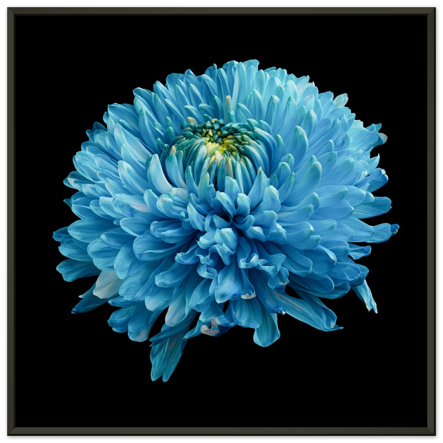 Blue dahlia