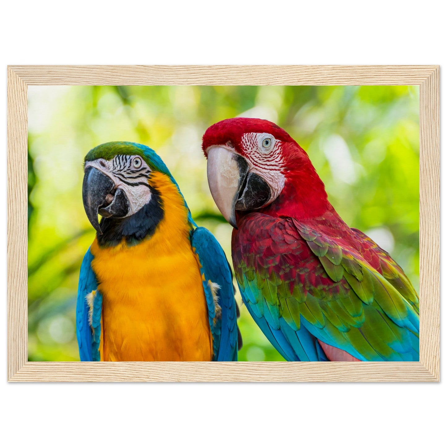 Macaw Parrot