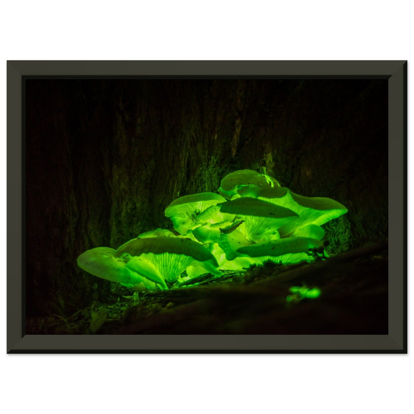 Bioluminescence Ghost mushroom