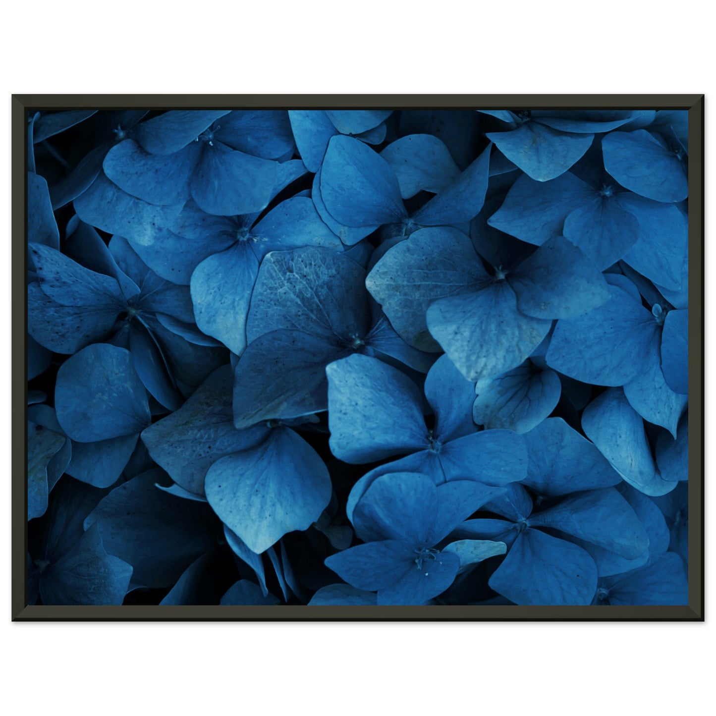 Blue hydrangeas