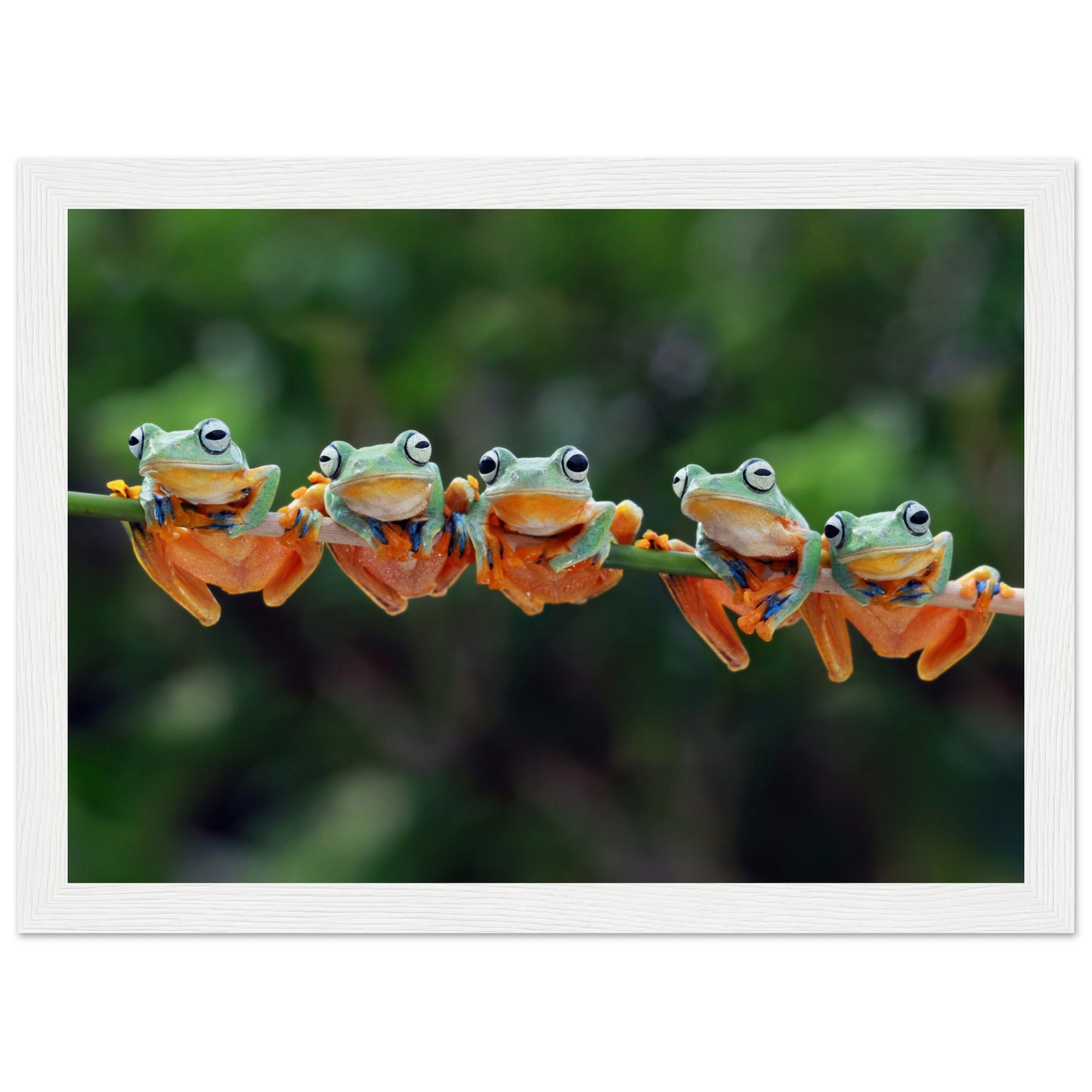 Tree frogs