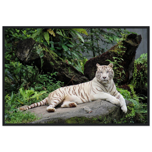 White Tiger