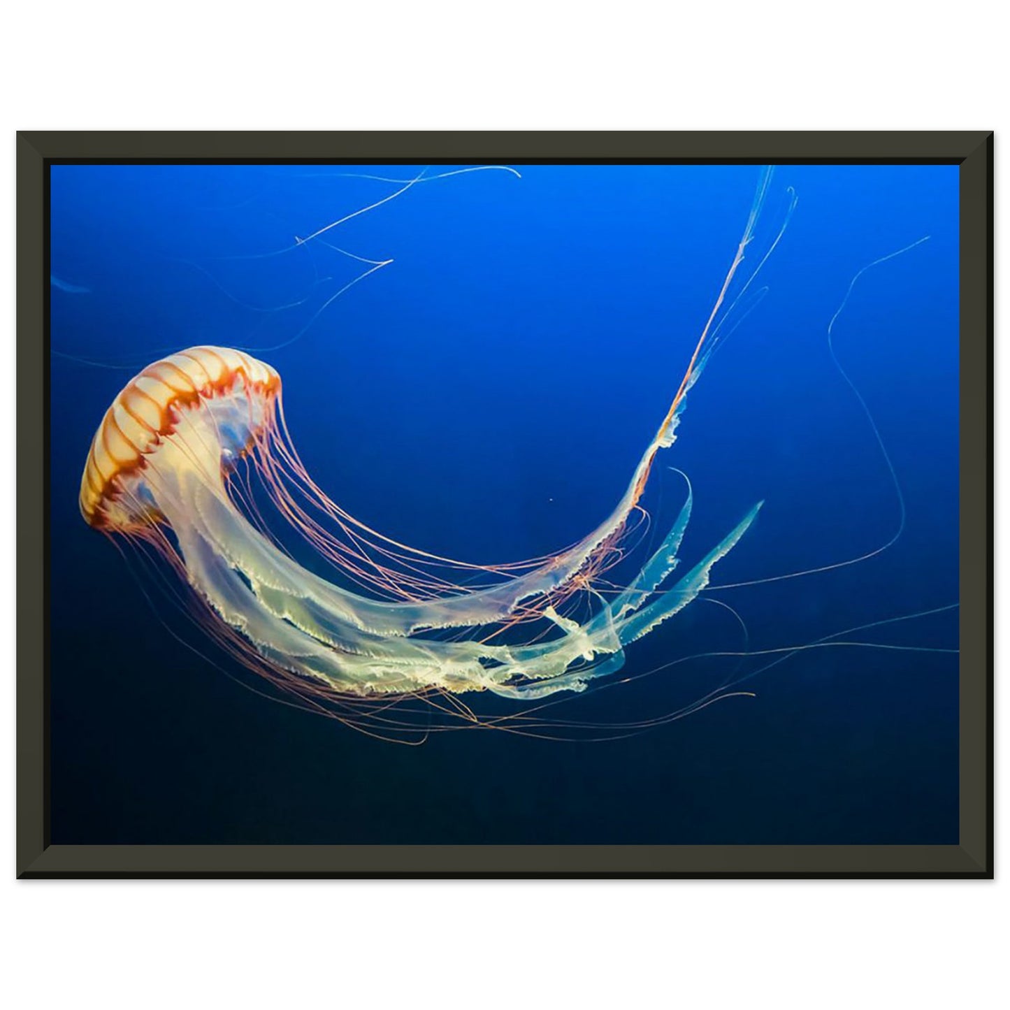 Japanese sea nettle