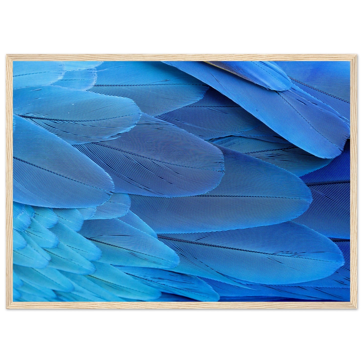 Blue Macaw Wing Feathers