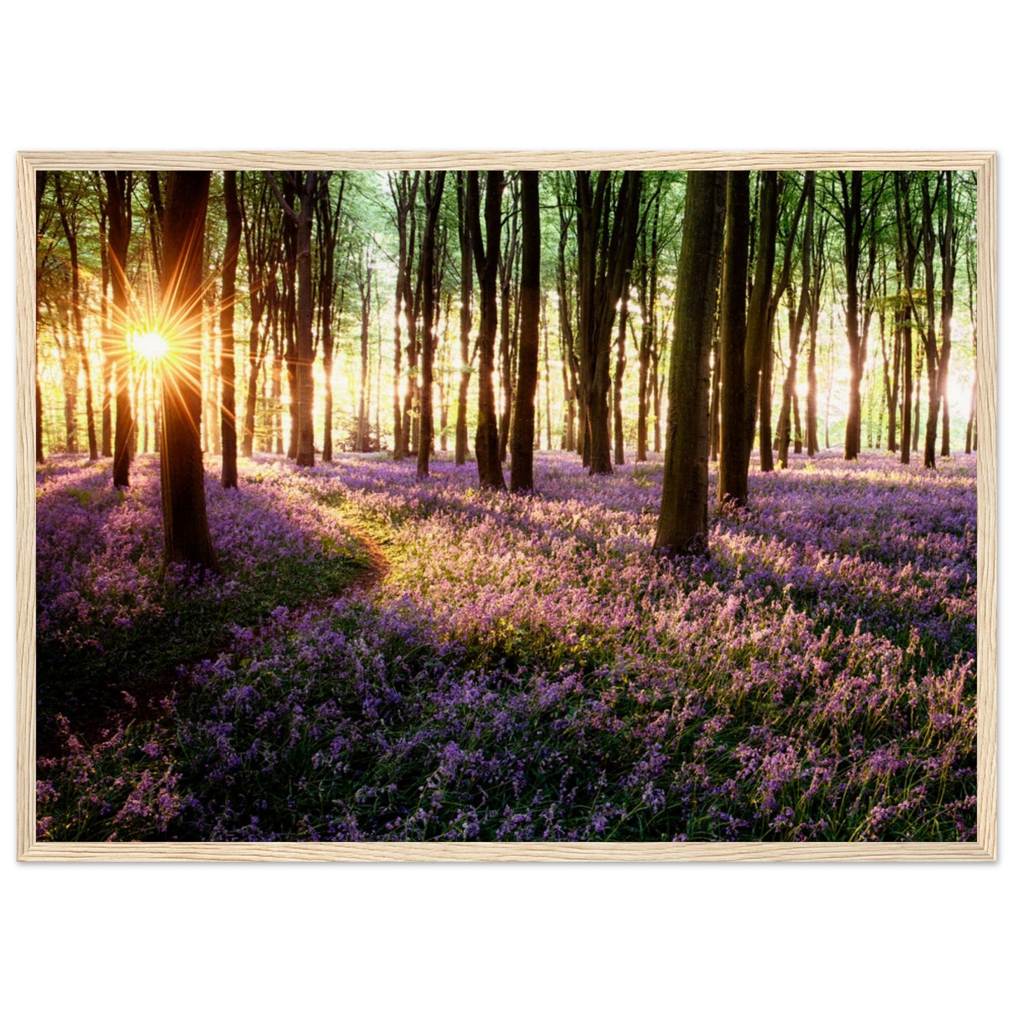 Bluebell Woods