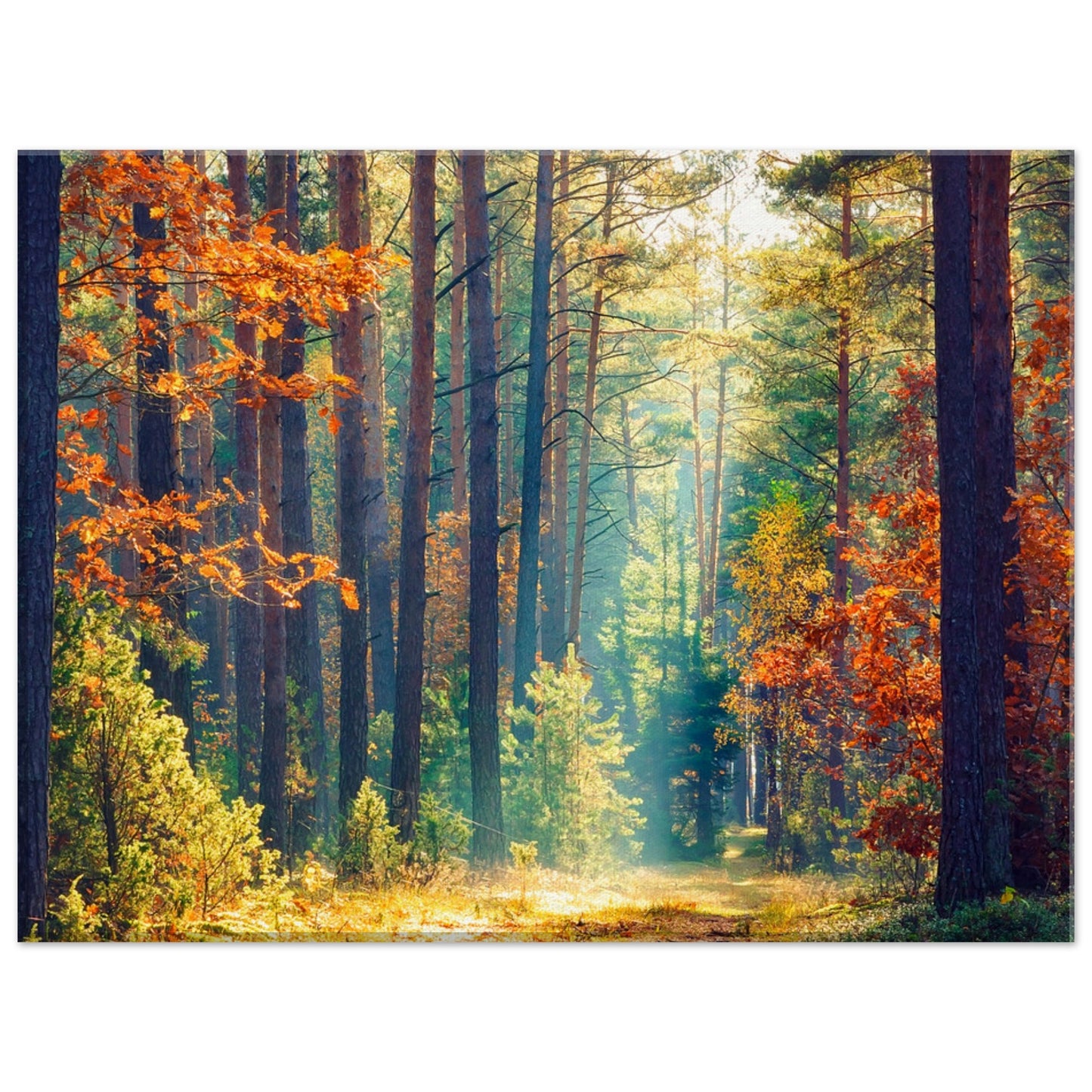 Autumn Forrest