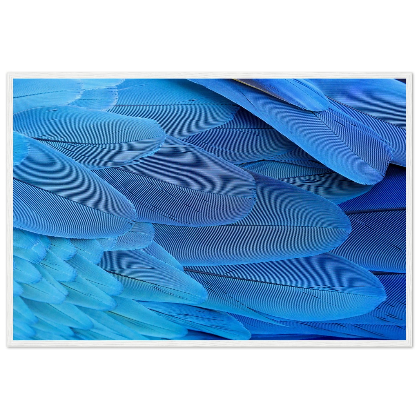 Blue Macaw Wing Feathers