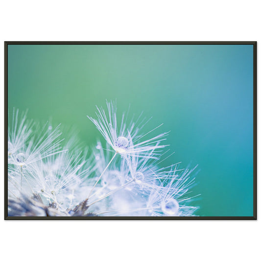 Dandelion with water drops