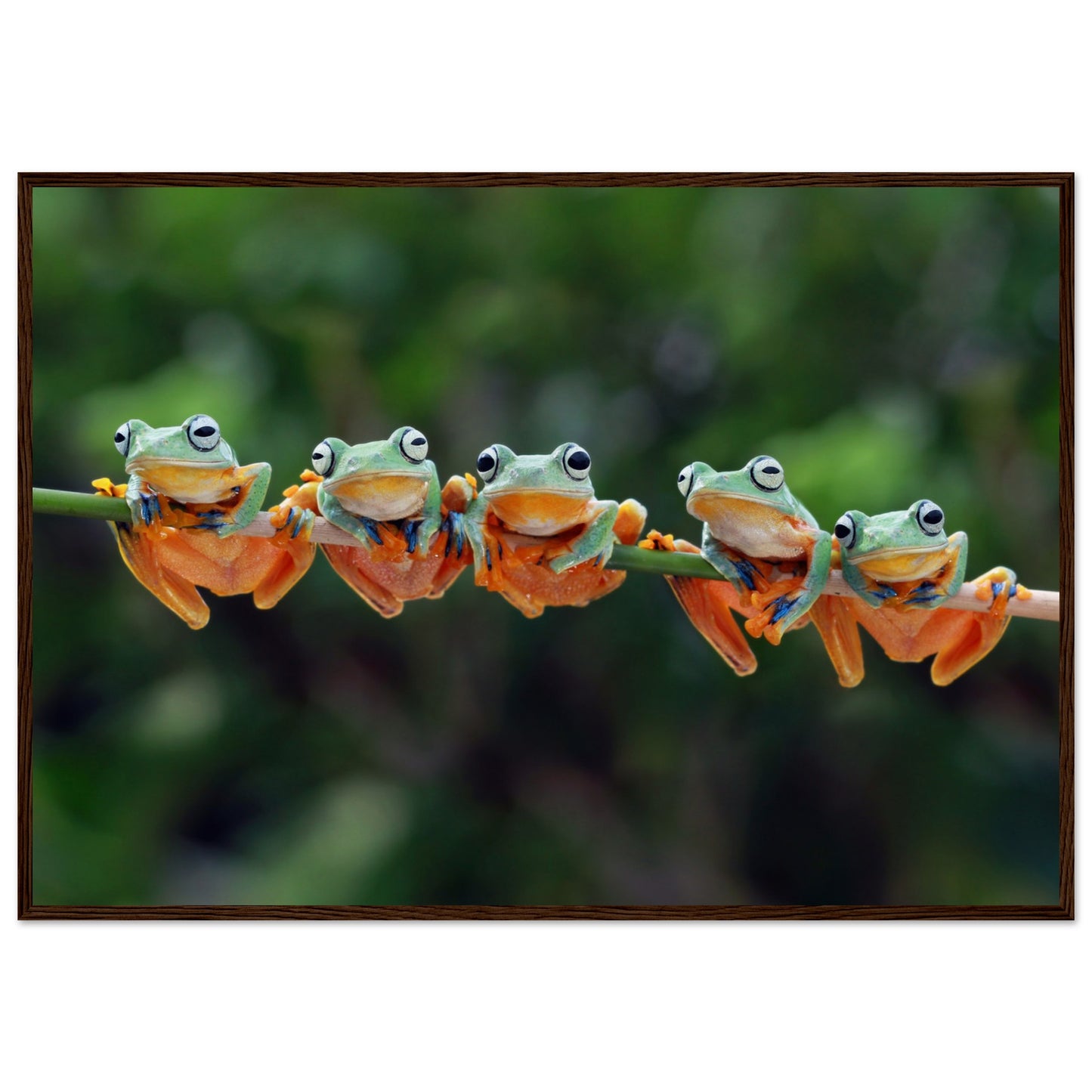 Tree frogs