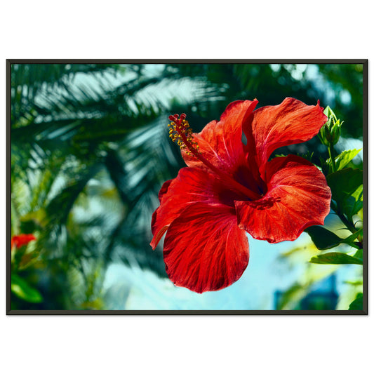 Red hibiscus