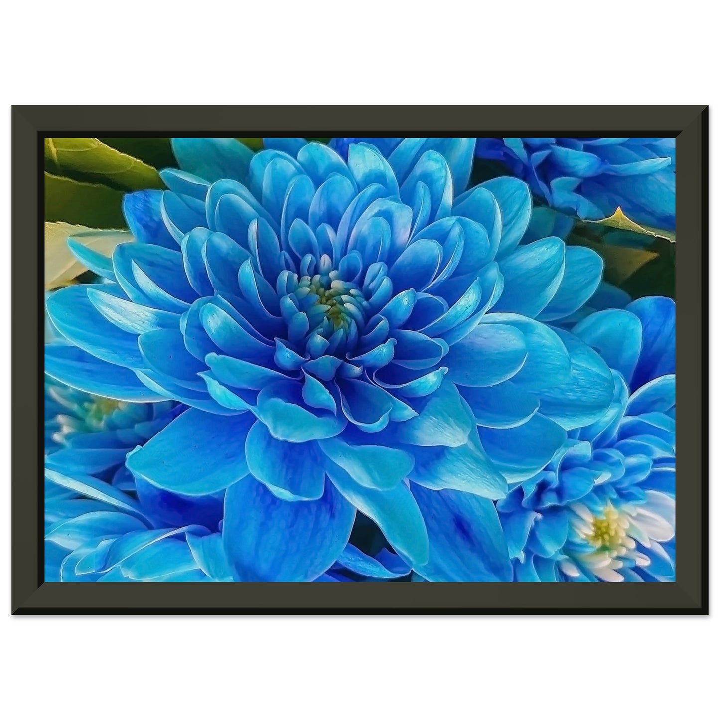 Blue Dahlia