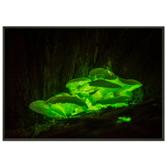 Bioluminescence Ghost mushroom