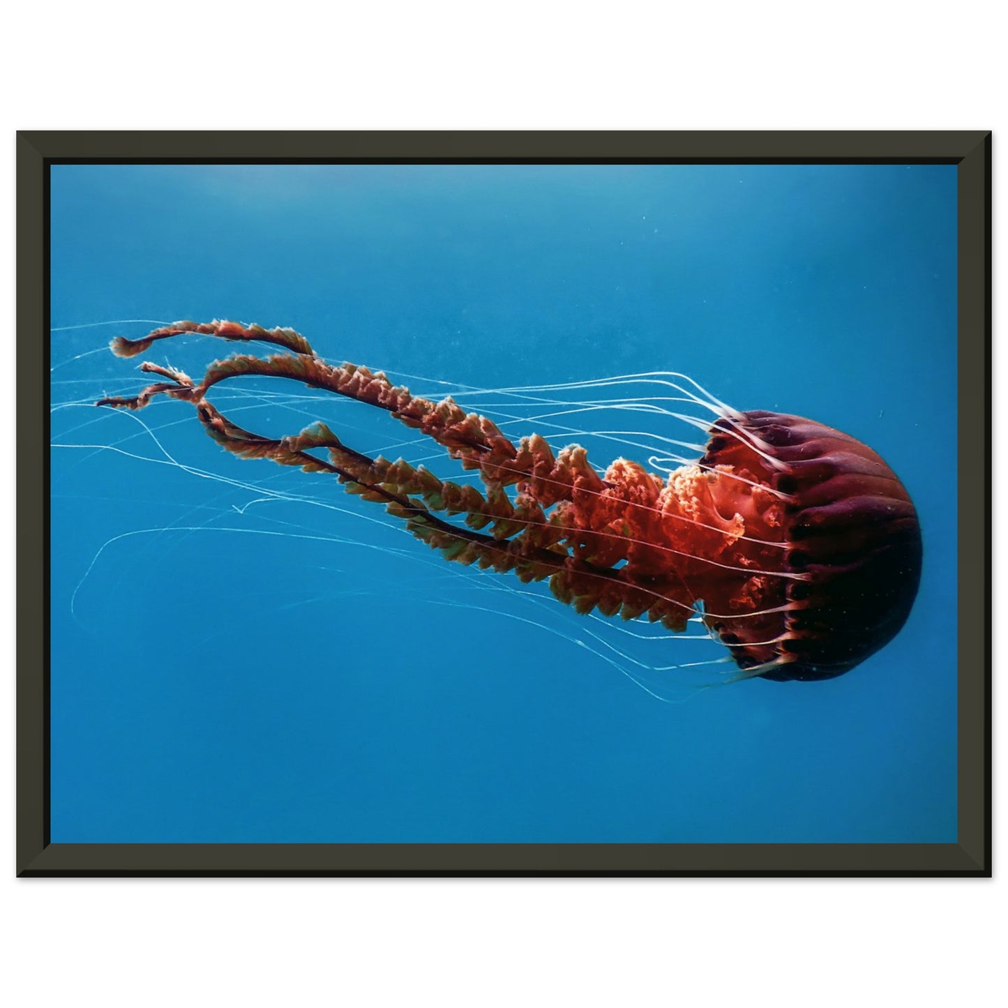 Black sea nettle