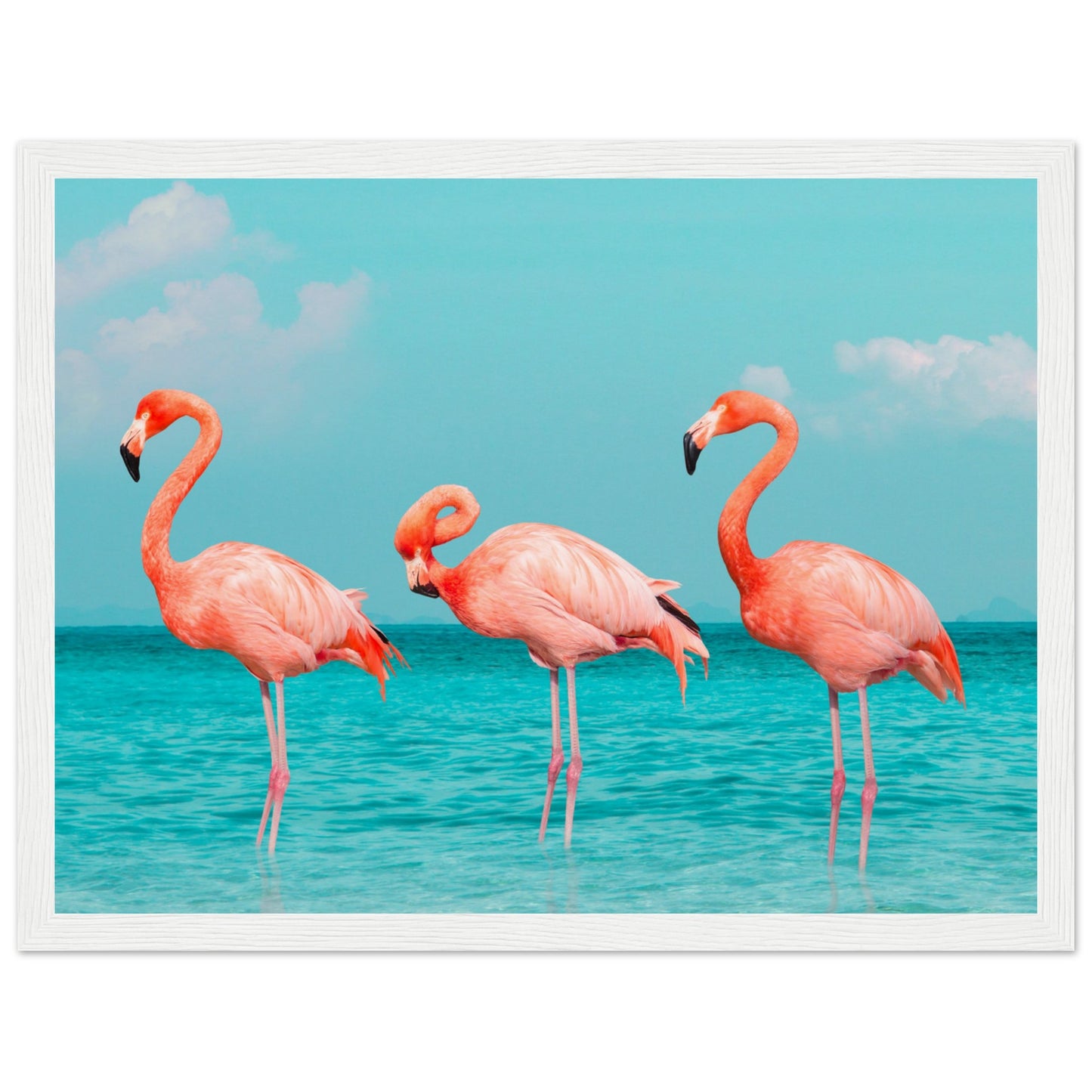 Flamingos