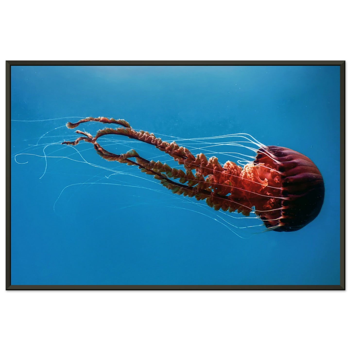 Black sea nettle