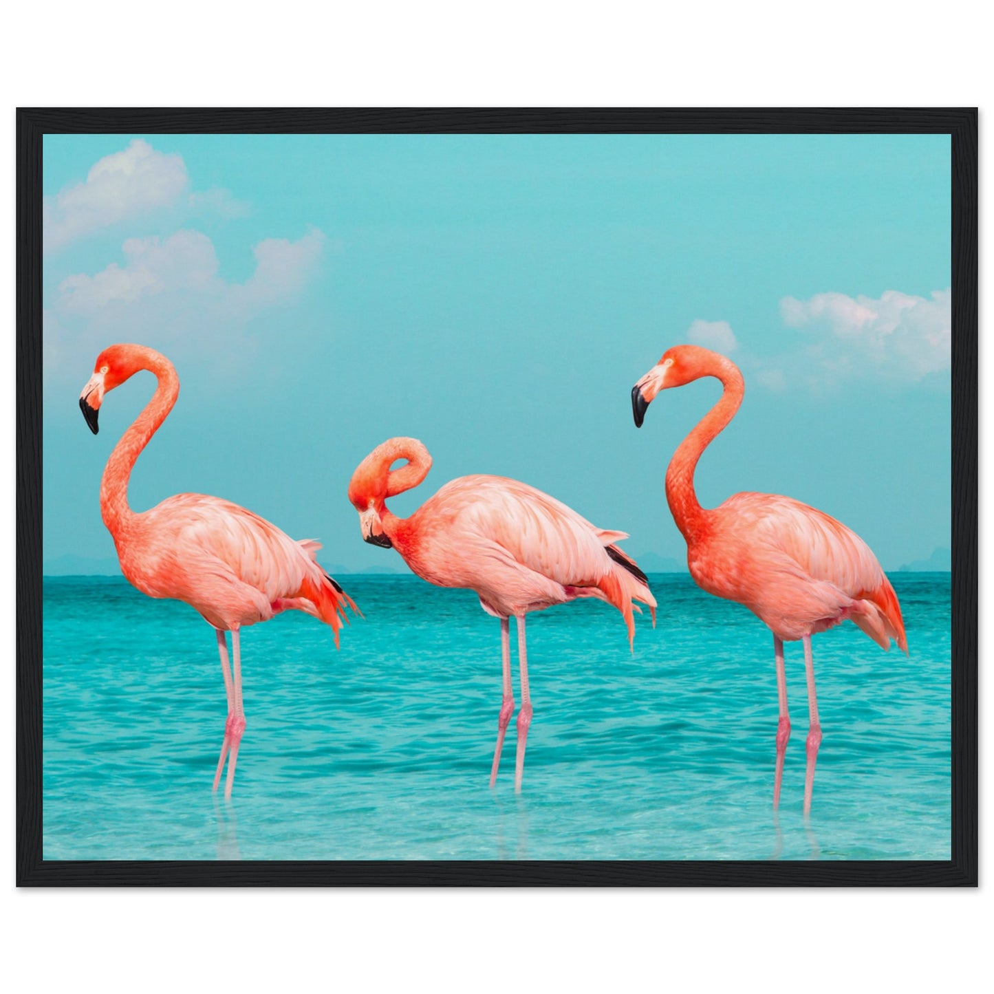 Flamingos