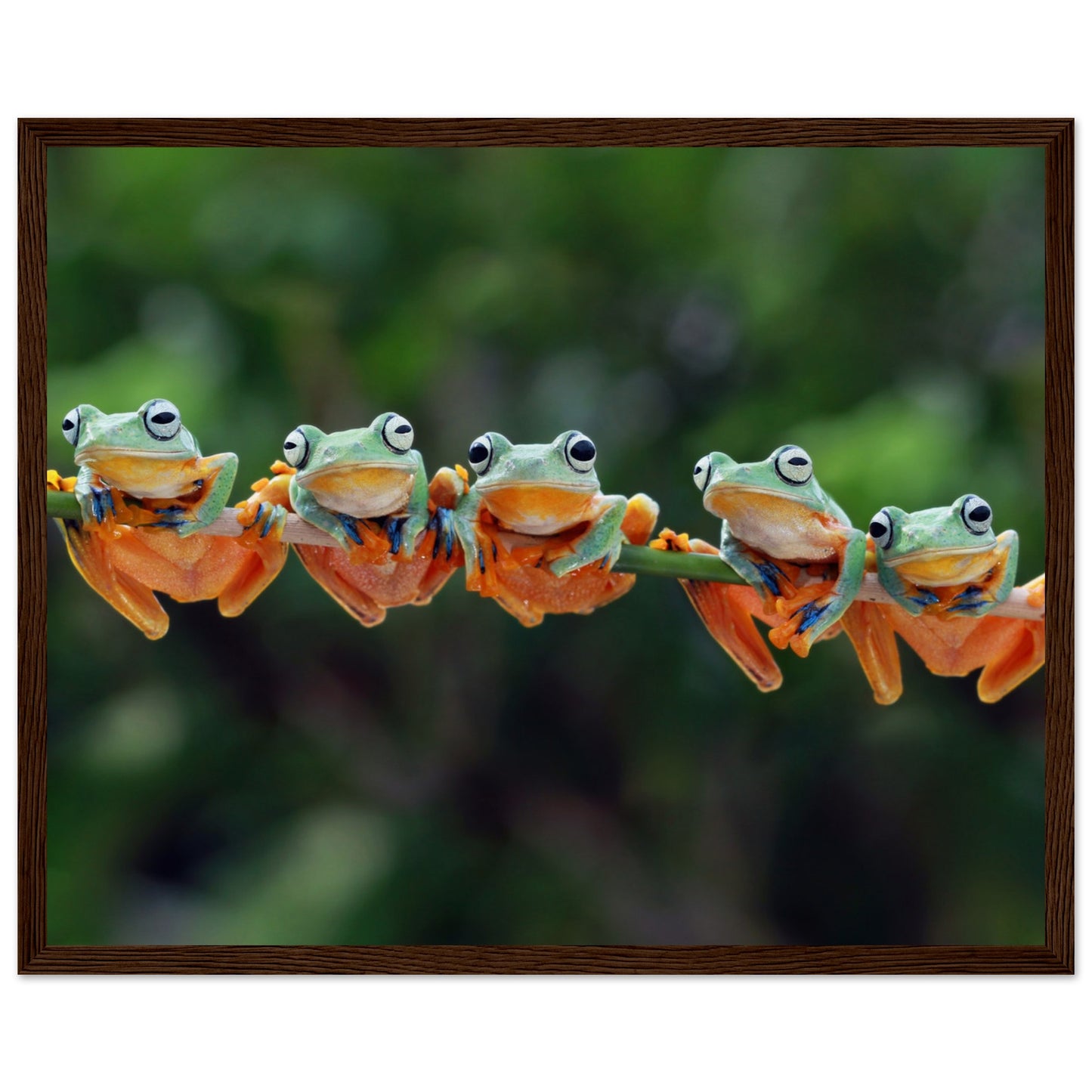 Tree frogs