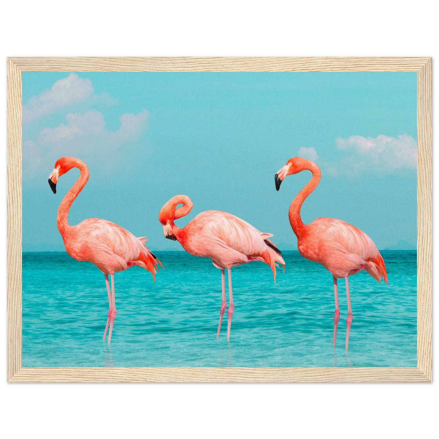 Flamingos