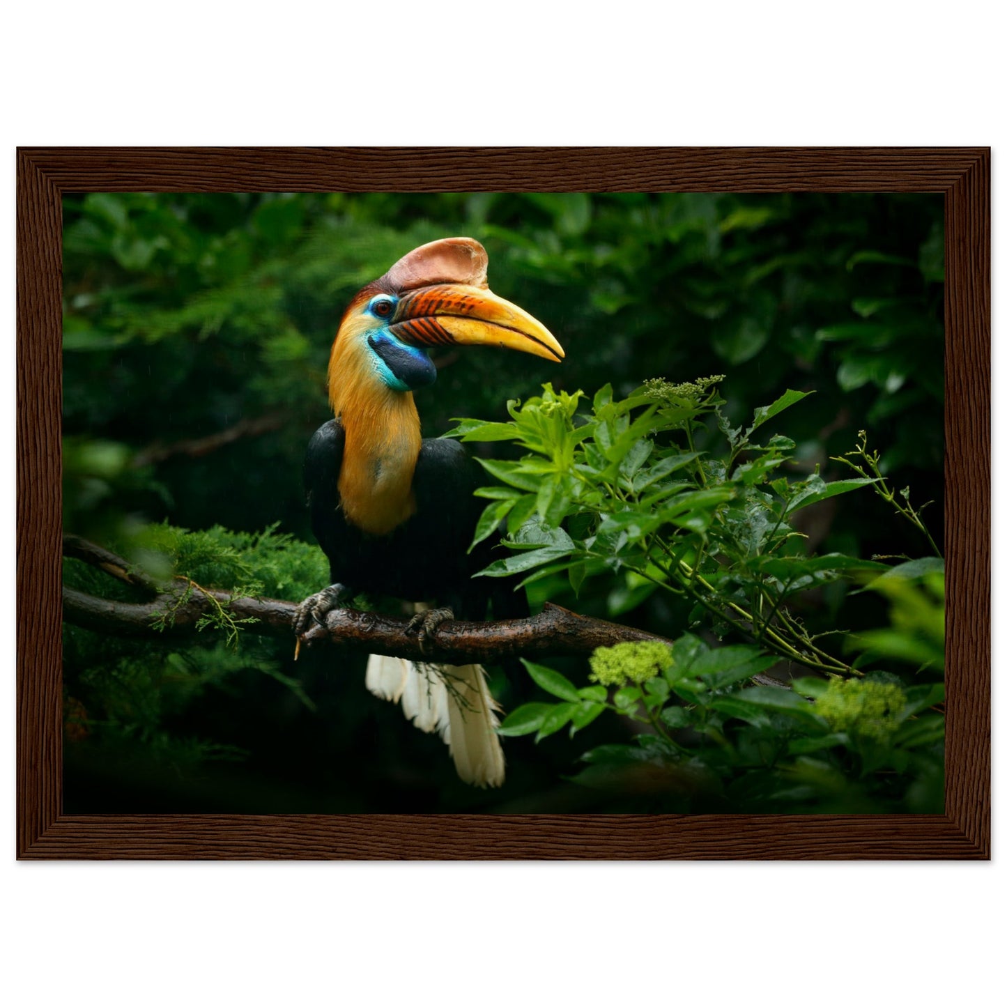 Knobbed Hornbill