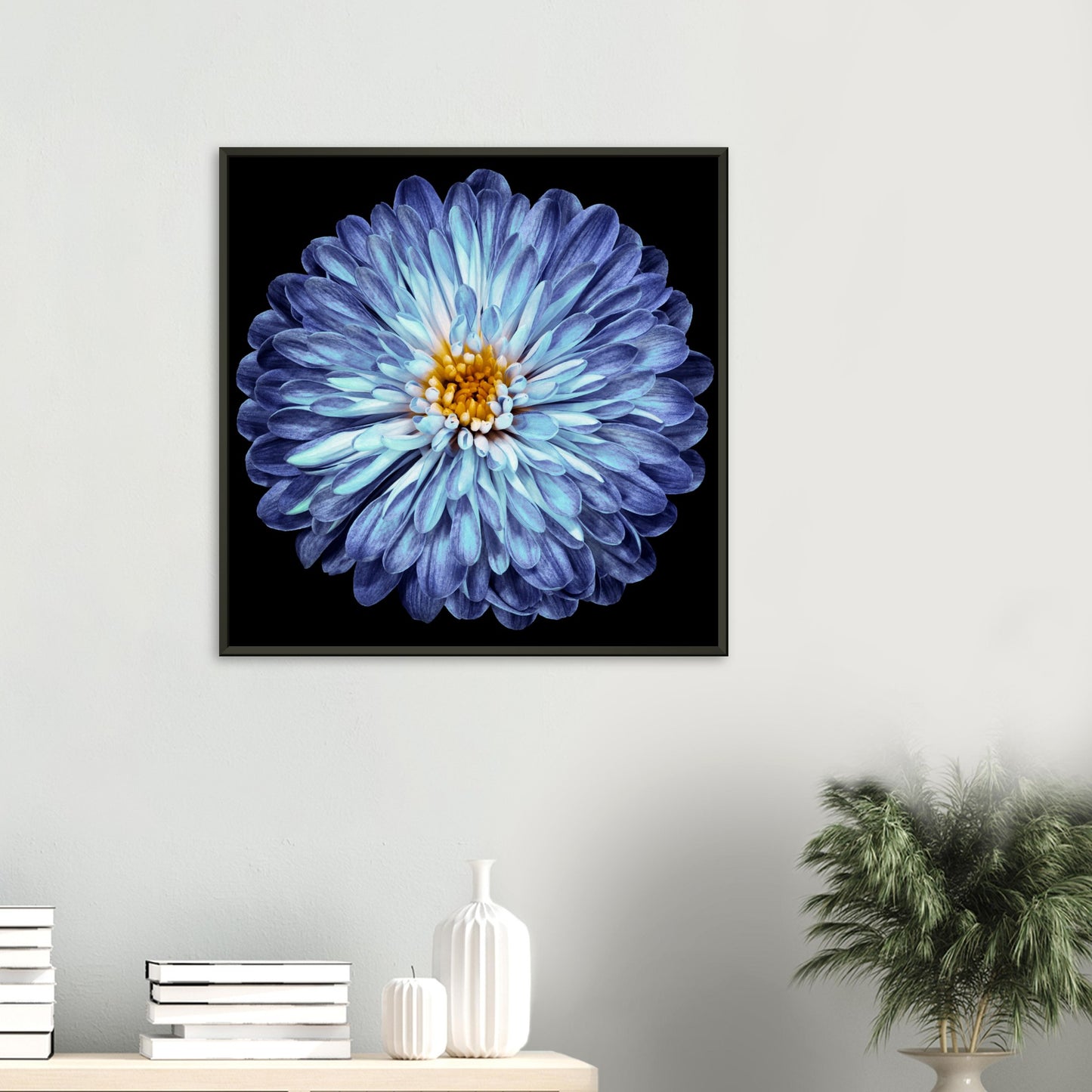 Purple-blue chrysanthemum