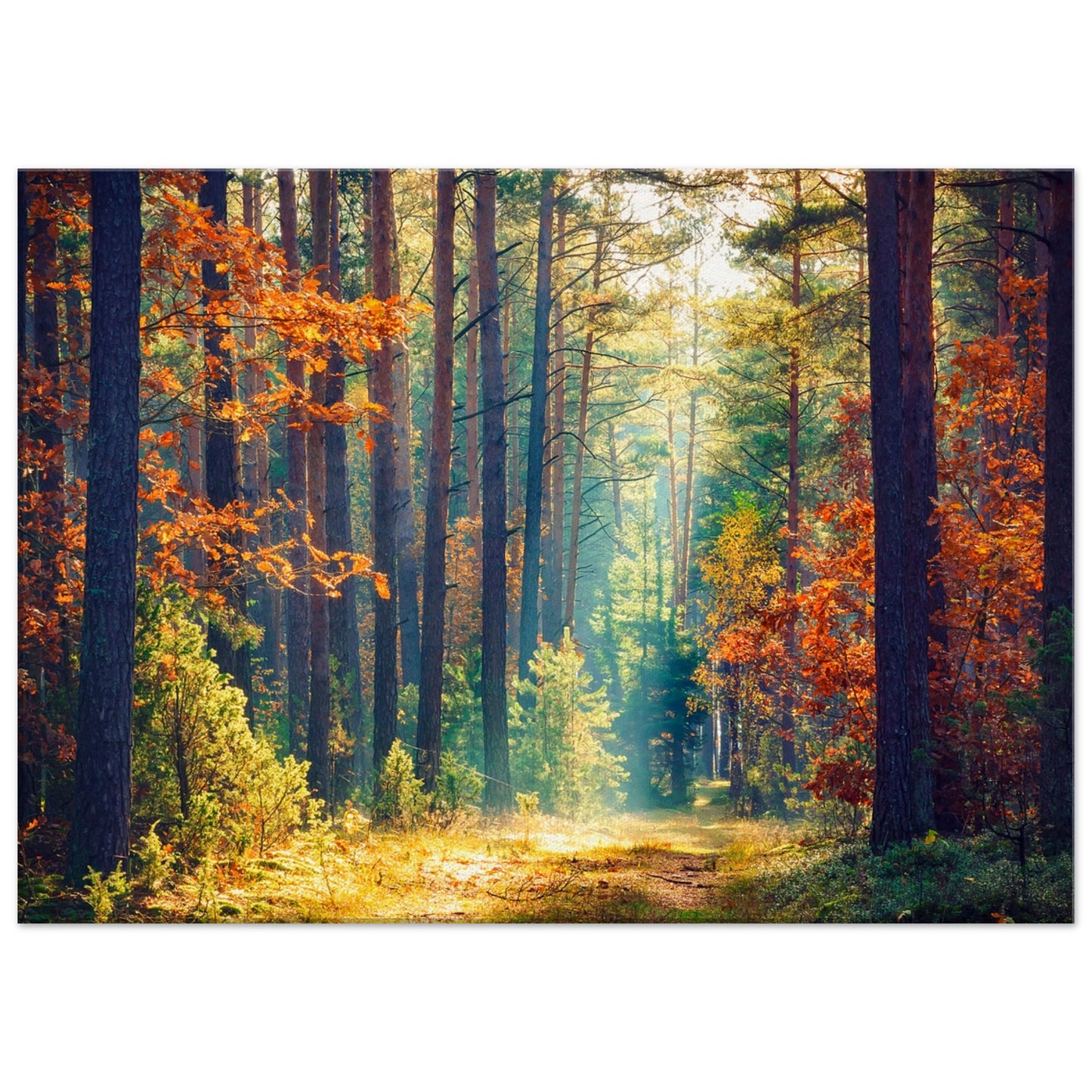 Autumn Forrest