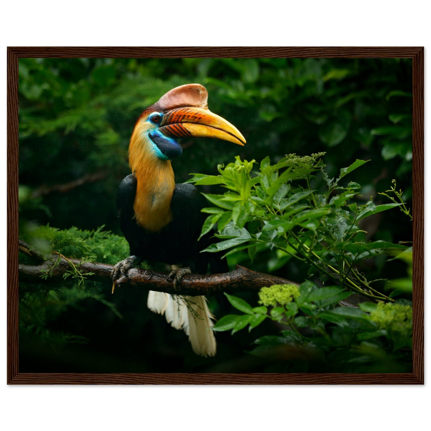 Knobbed Hornbill