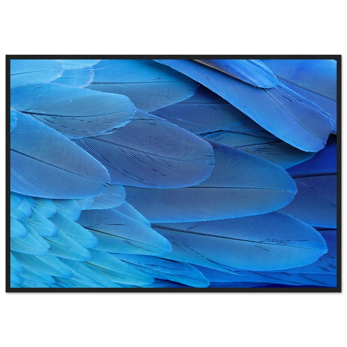 Blue Macaw Wing Feathers