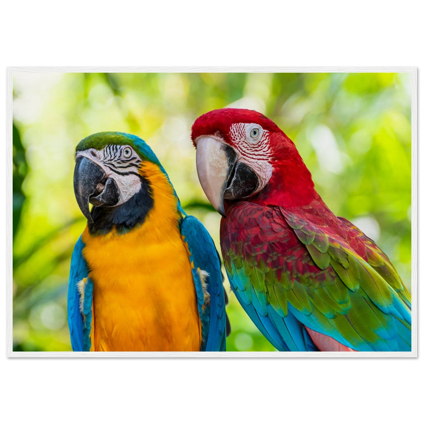 Macaw Parrot