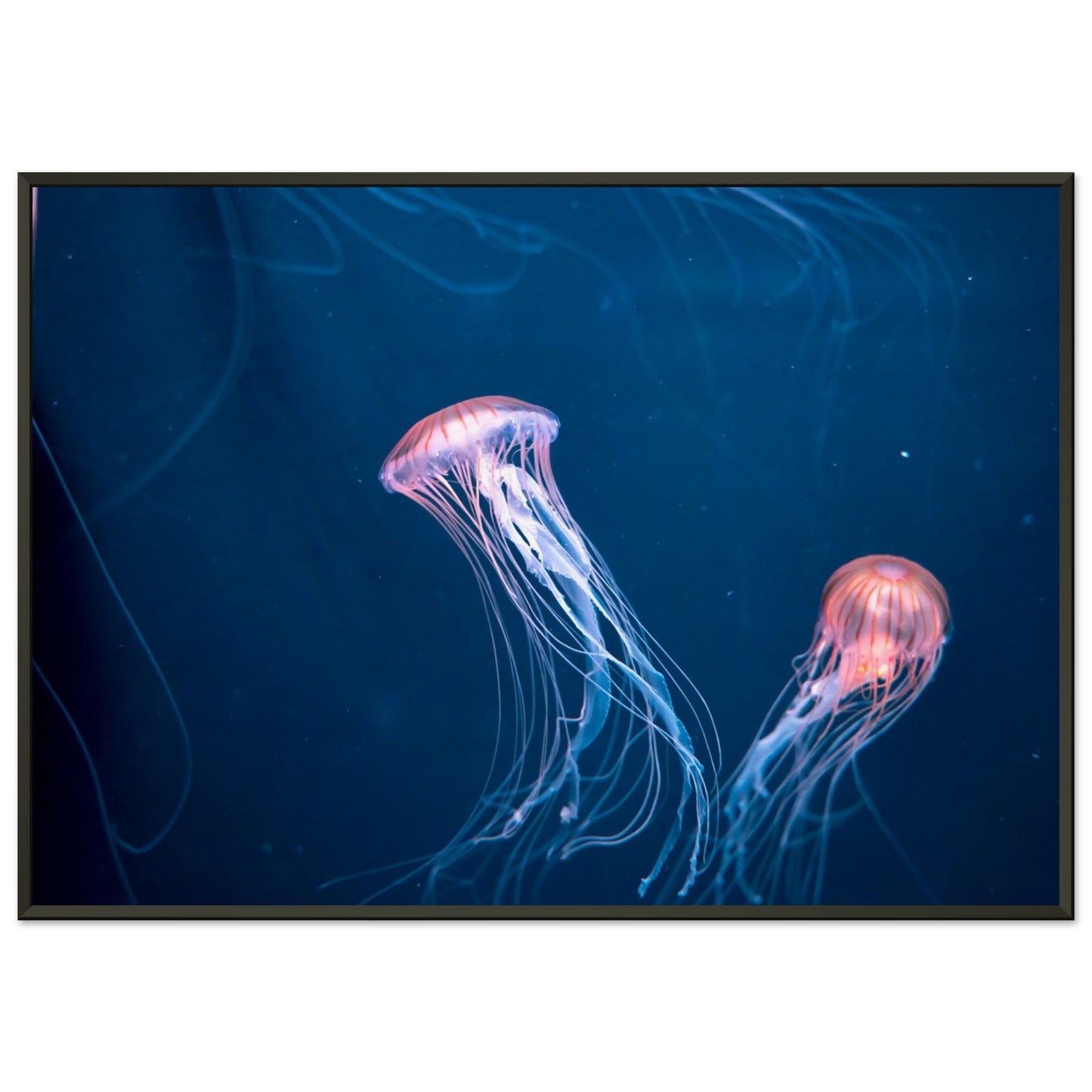 Japanese sea nettle