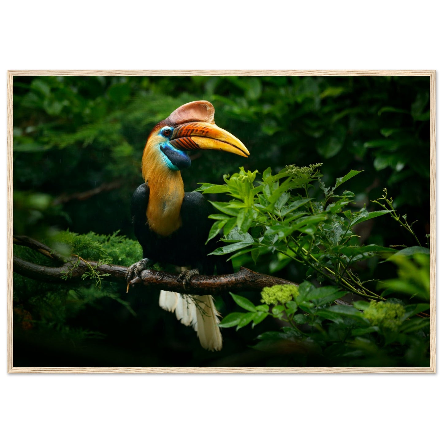 Knobbed Hornbill