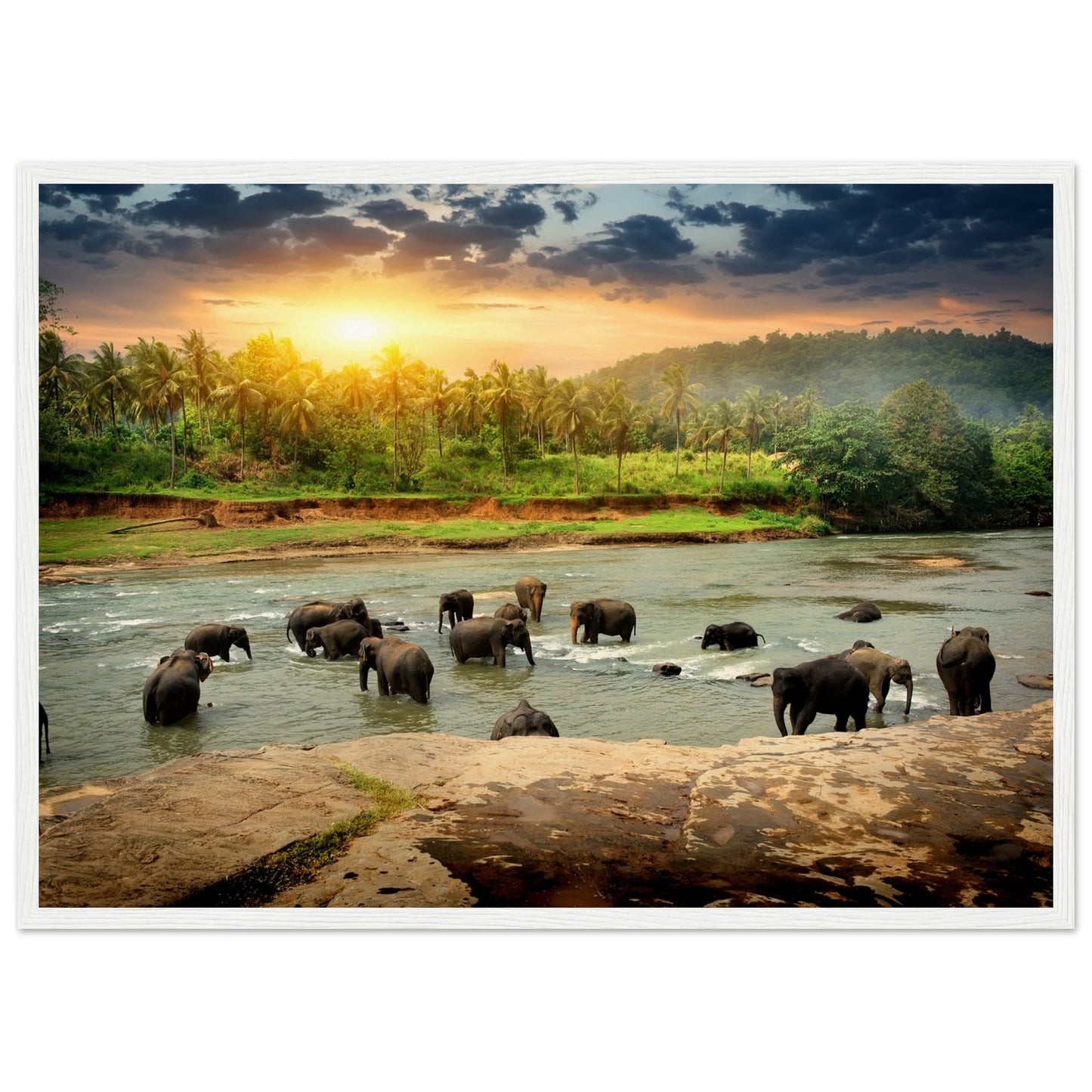 Elephants in Sri Lanka's Jungle