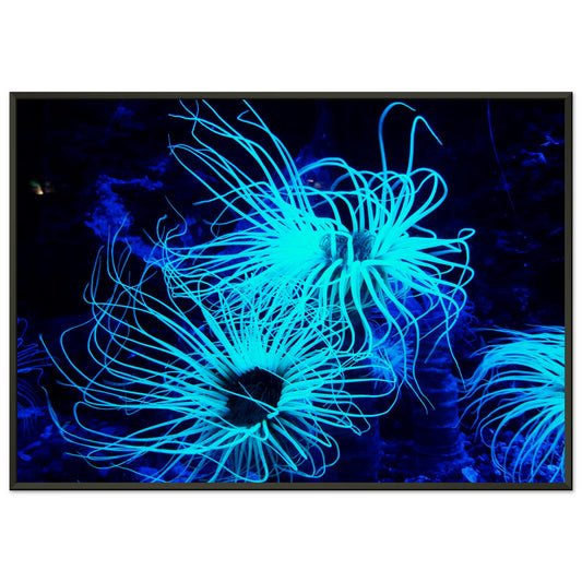 Coral reef bioluminescent plant