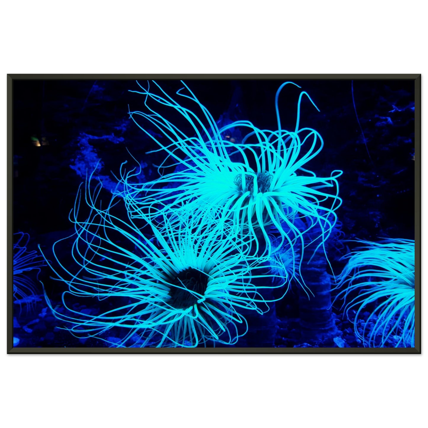 Coral reef bioluminescent plant