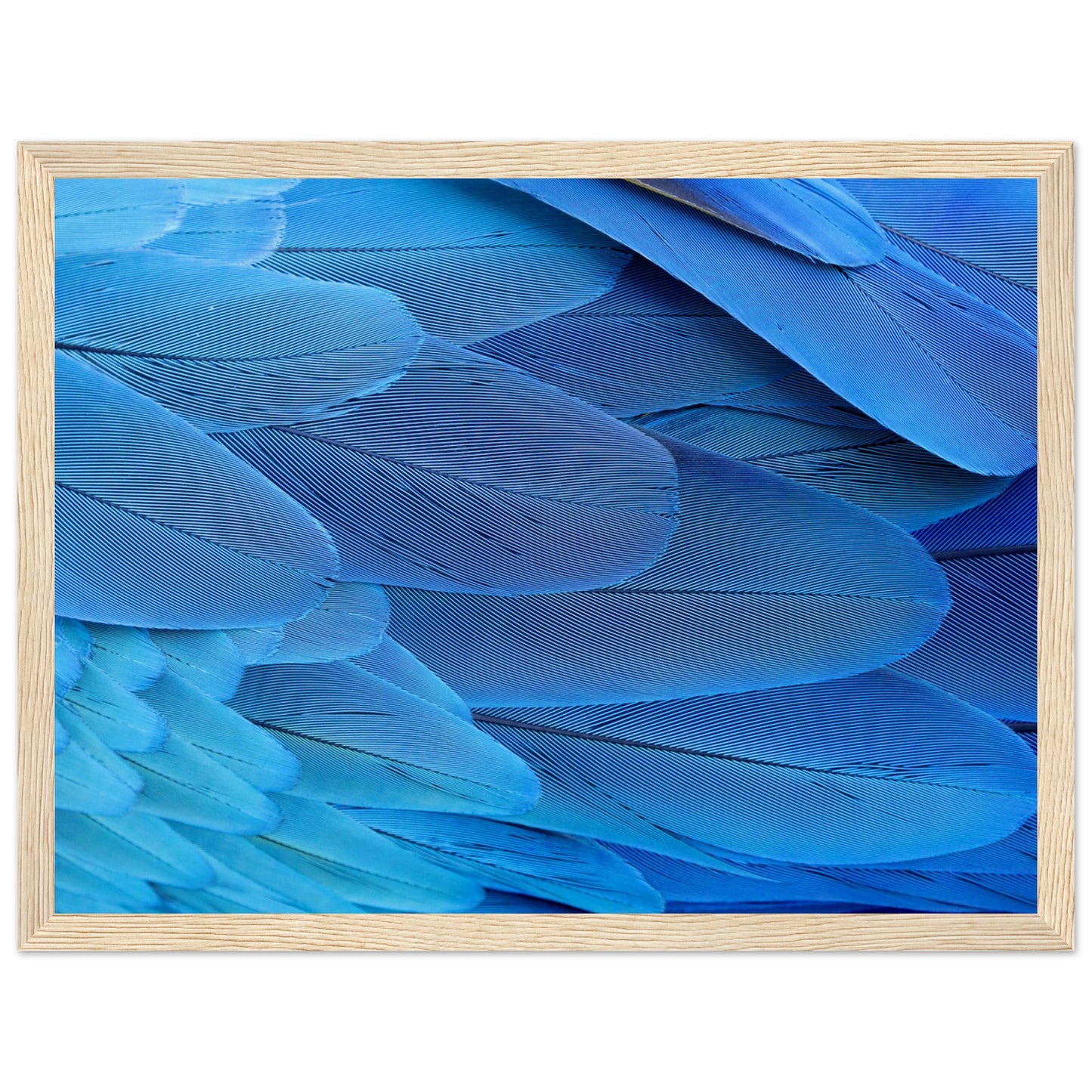 Blue Macaw Wing Feathers