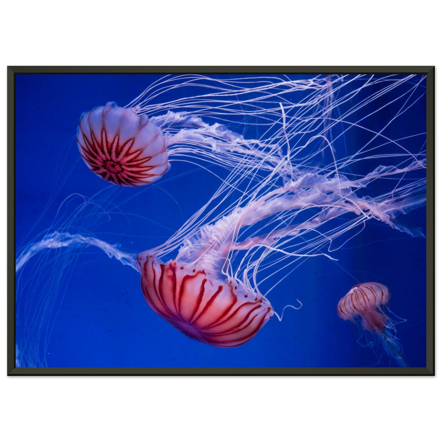 Japanese sea nettle