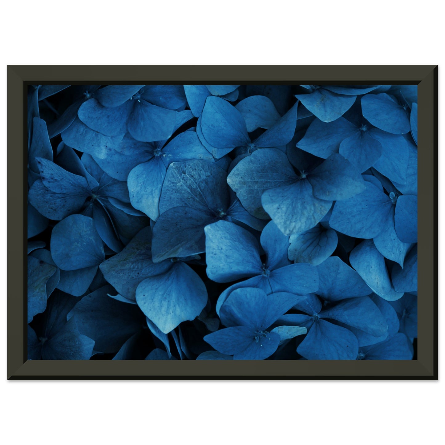 Blue hydrangeas
